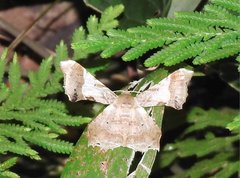 Krananda oliveomarginata