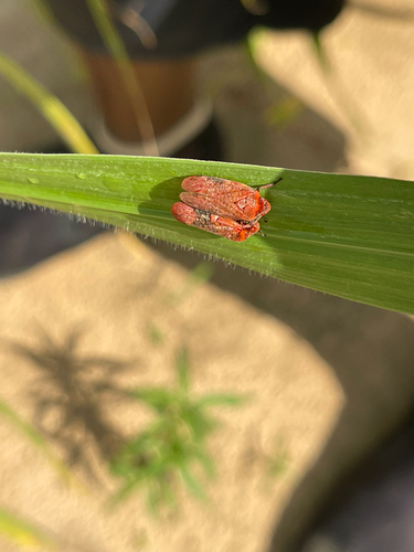 Tailed Net-winged Beetle