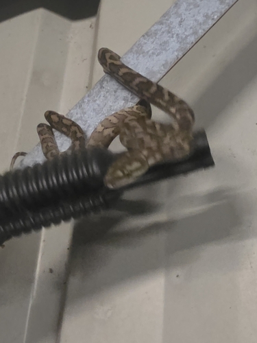 Coastal Carpet Python sighting