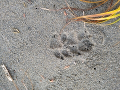 Canis lupus crassodon