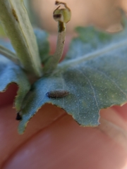 Paropsisterna m-fuscum