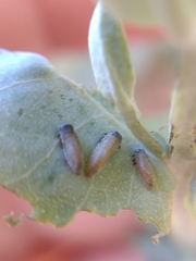 Paropsisterna m-fuscum