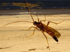 Opheltes glaucopterus barberi