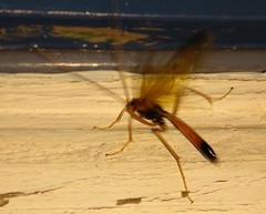 Opheltes glaucopterus barberi