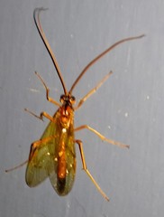 Opheltes glaucopterus barberi