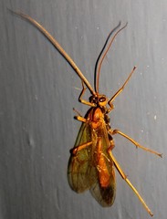 Opheltes glaucopterus barberi