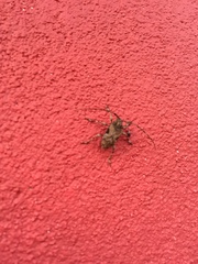 Lagocheirus araneiformis