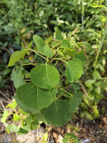 Chinese Tallow