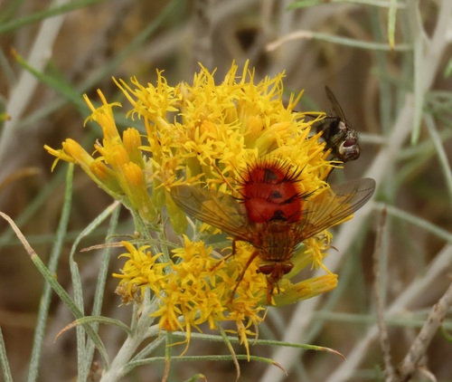 Unknown species found near Park County, WY, USA