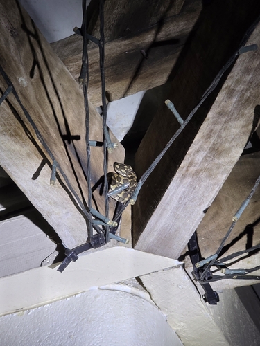 Coastal Carpet Python sighting