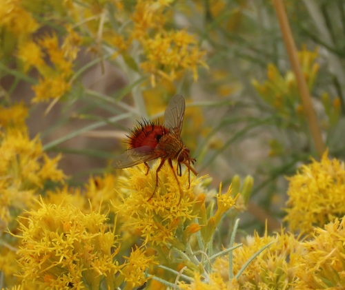 Unknown species found near Park County, WY, USA