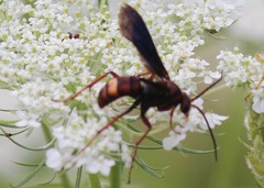 Poecilopompilus algidus