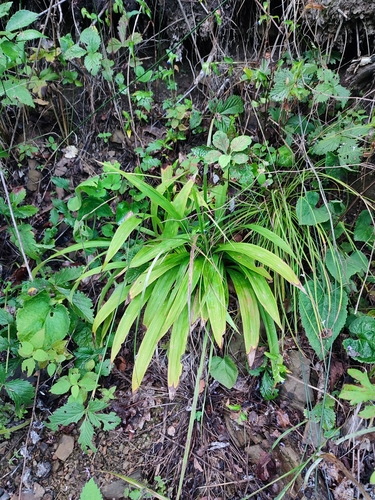 Carex siderosticta iNat (1)