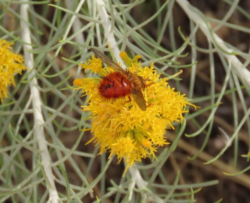 Unknown species found near Park County, WY, USA