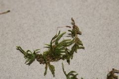 Brotherella recurvans