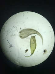 Brotherella recurvans