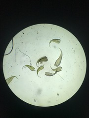 Brotherella recurvans