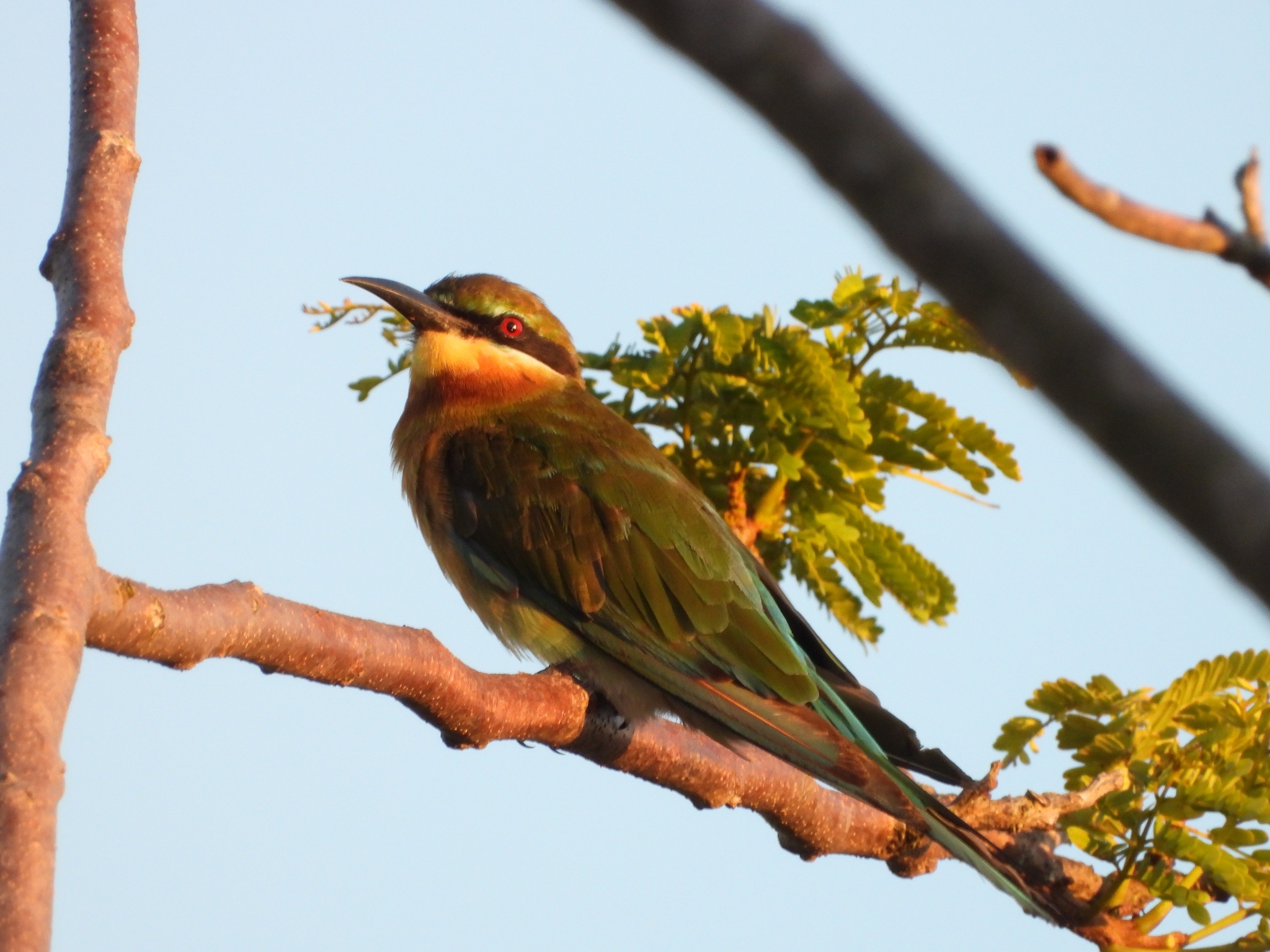 Blue-tailed Bee-eater