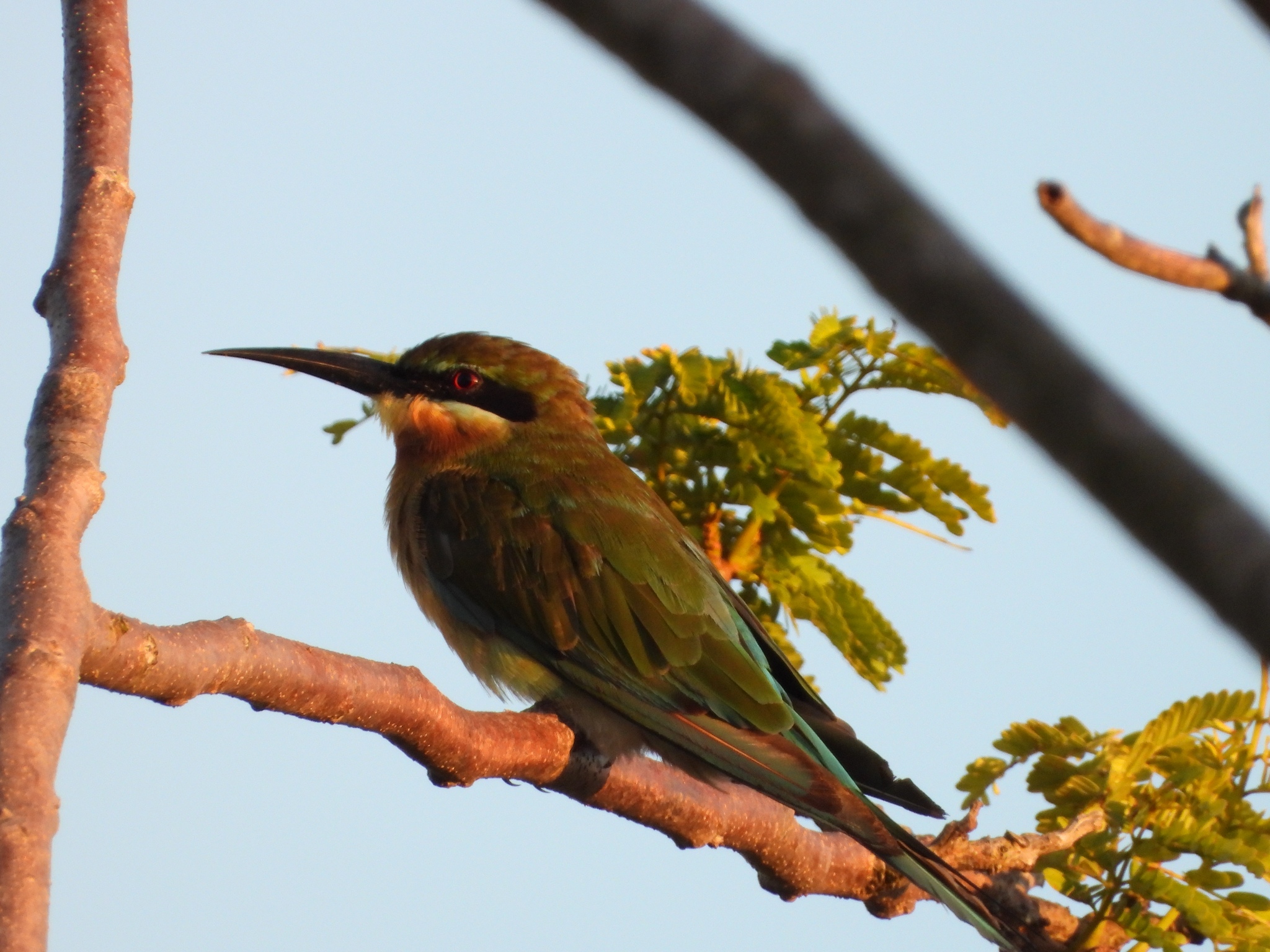 Blue-tailed Bee-eater