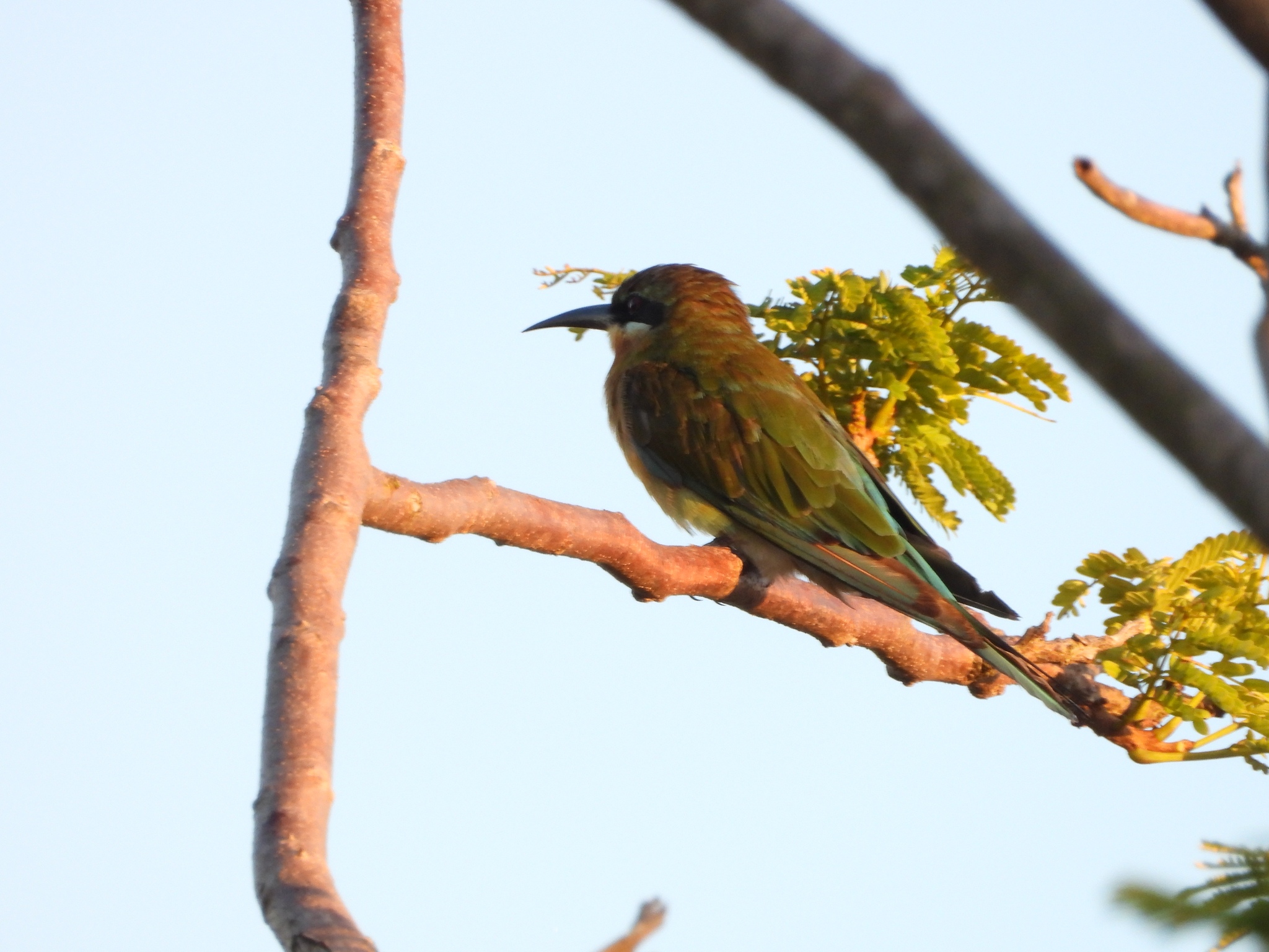 Blue-tailed Bee-eater