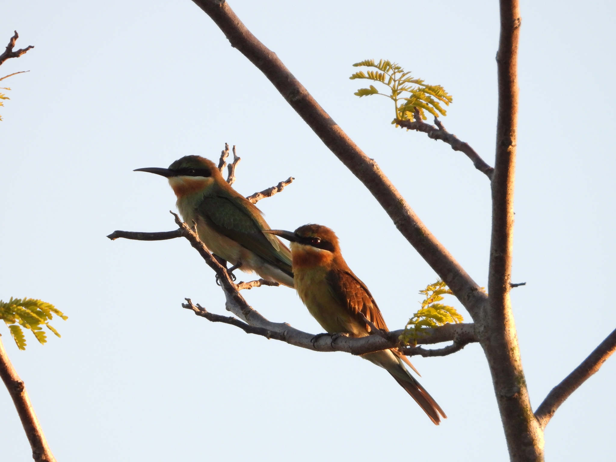 Blue-tailed Bee-eater