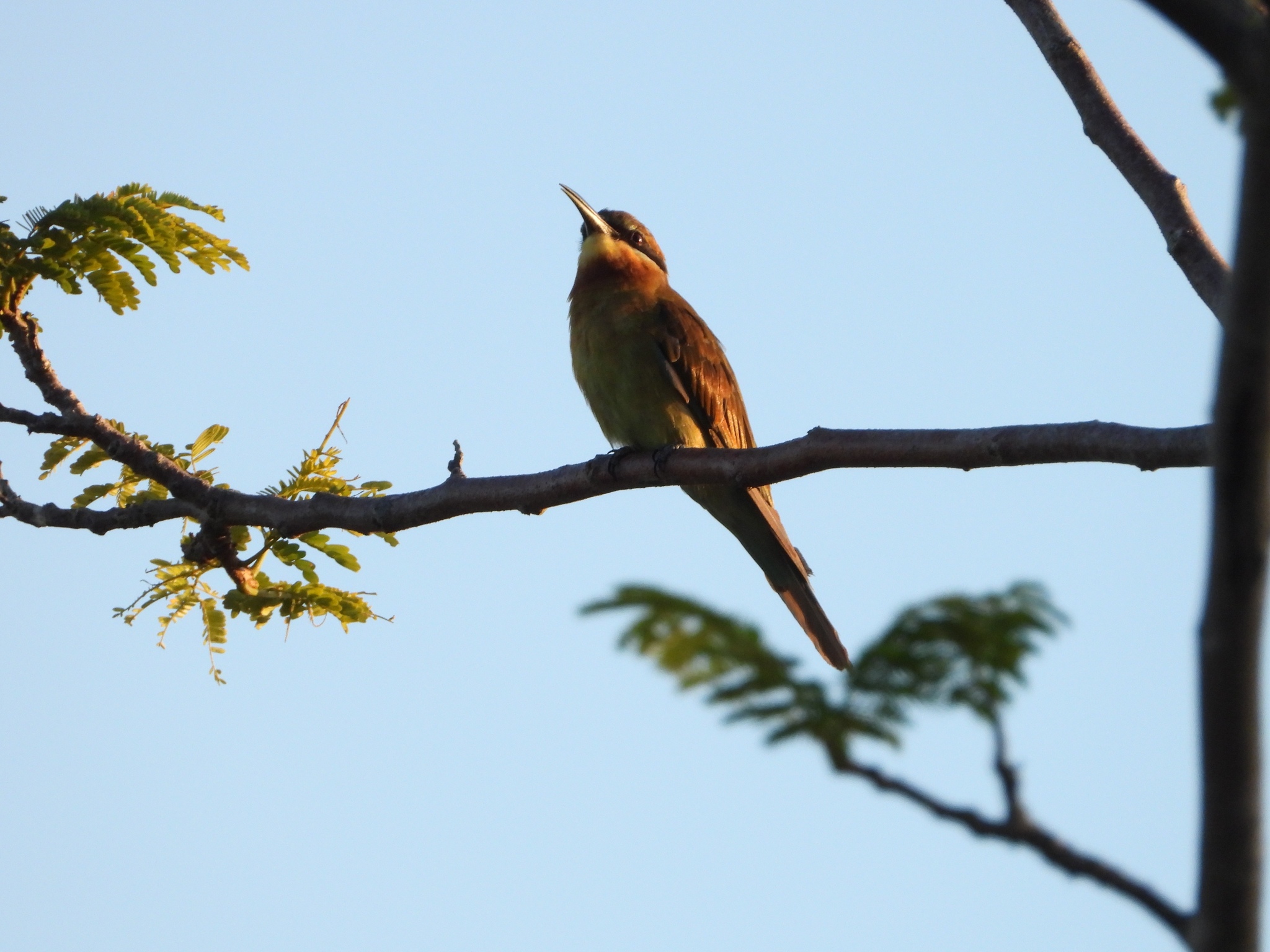 Blue-tailed Bee-eater
