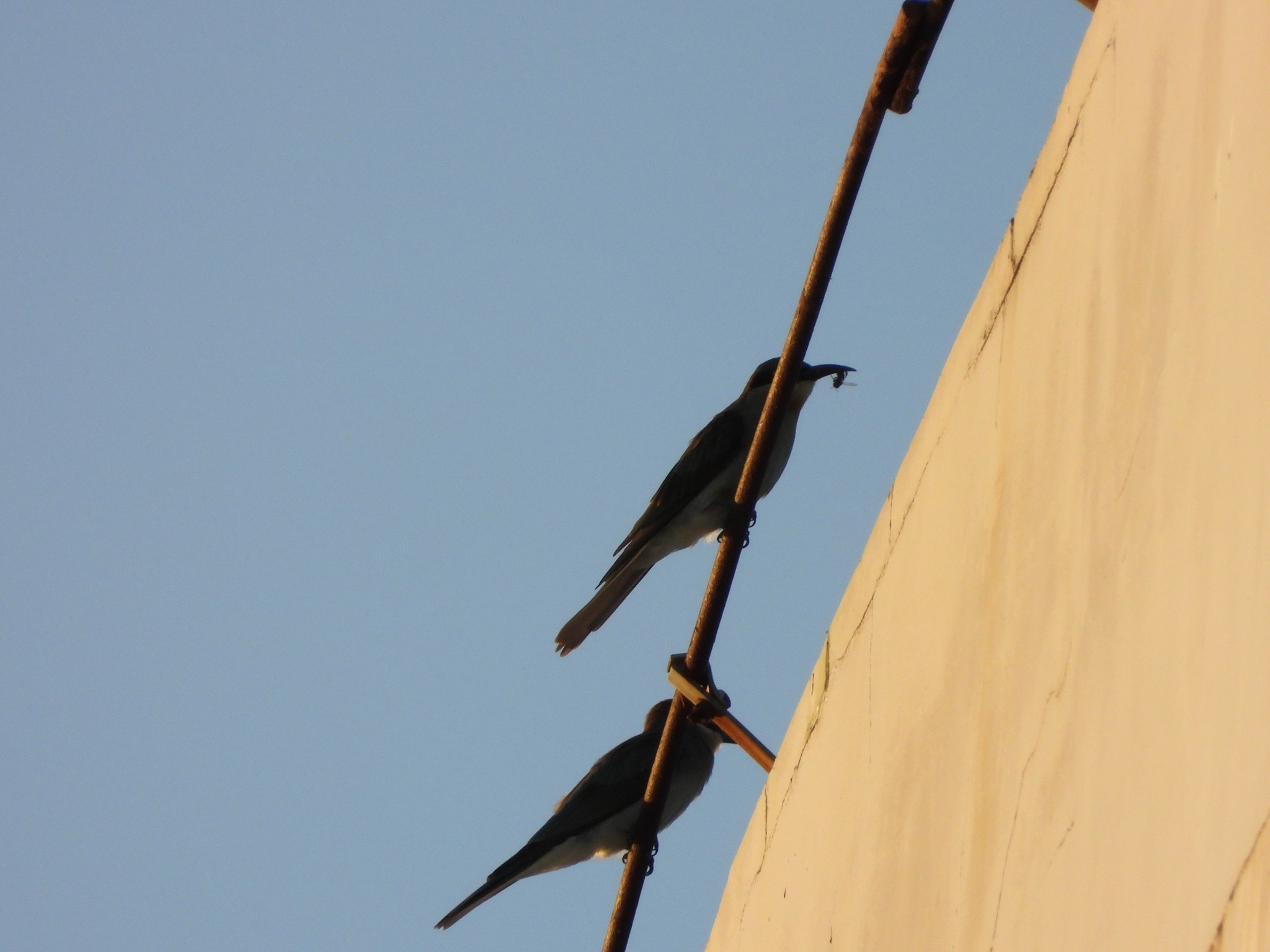Blue-tailed Bee-eater