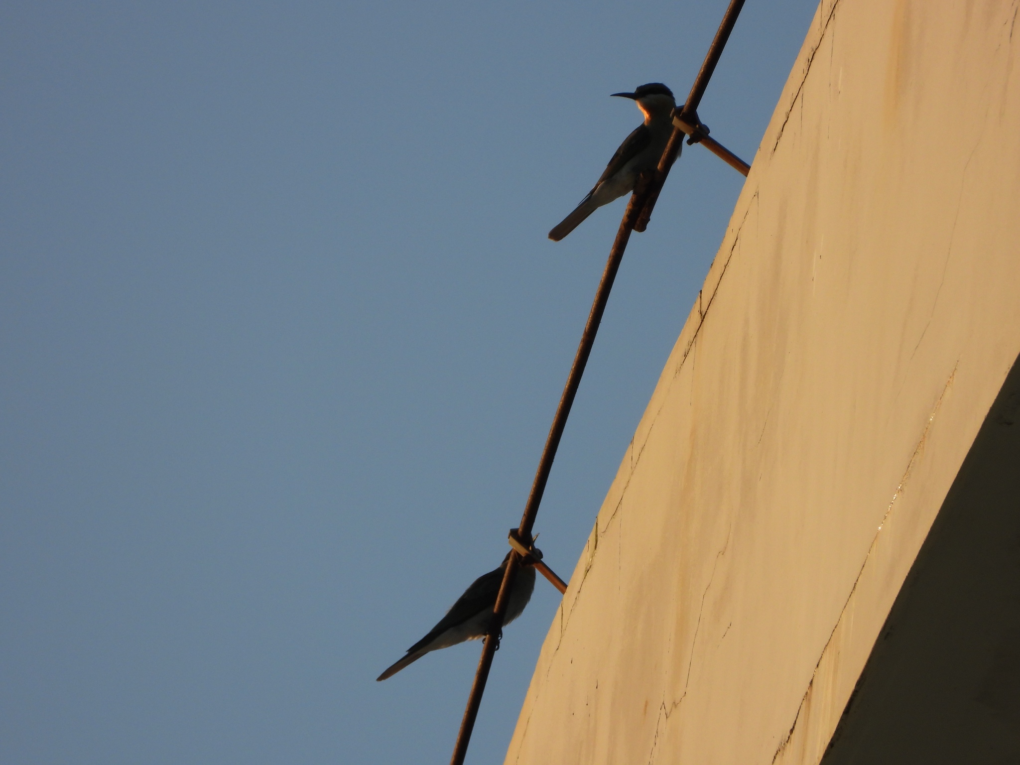 Blue-tailed Bee-eater