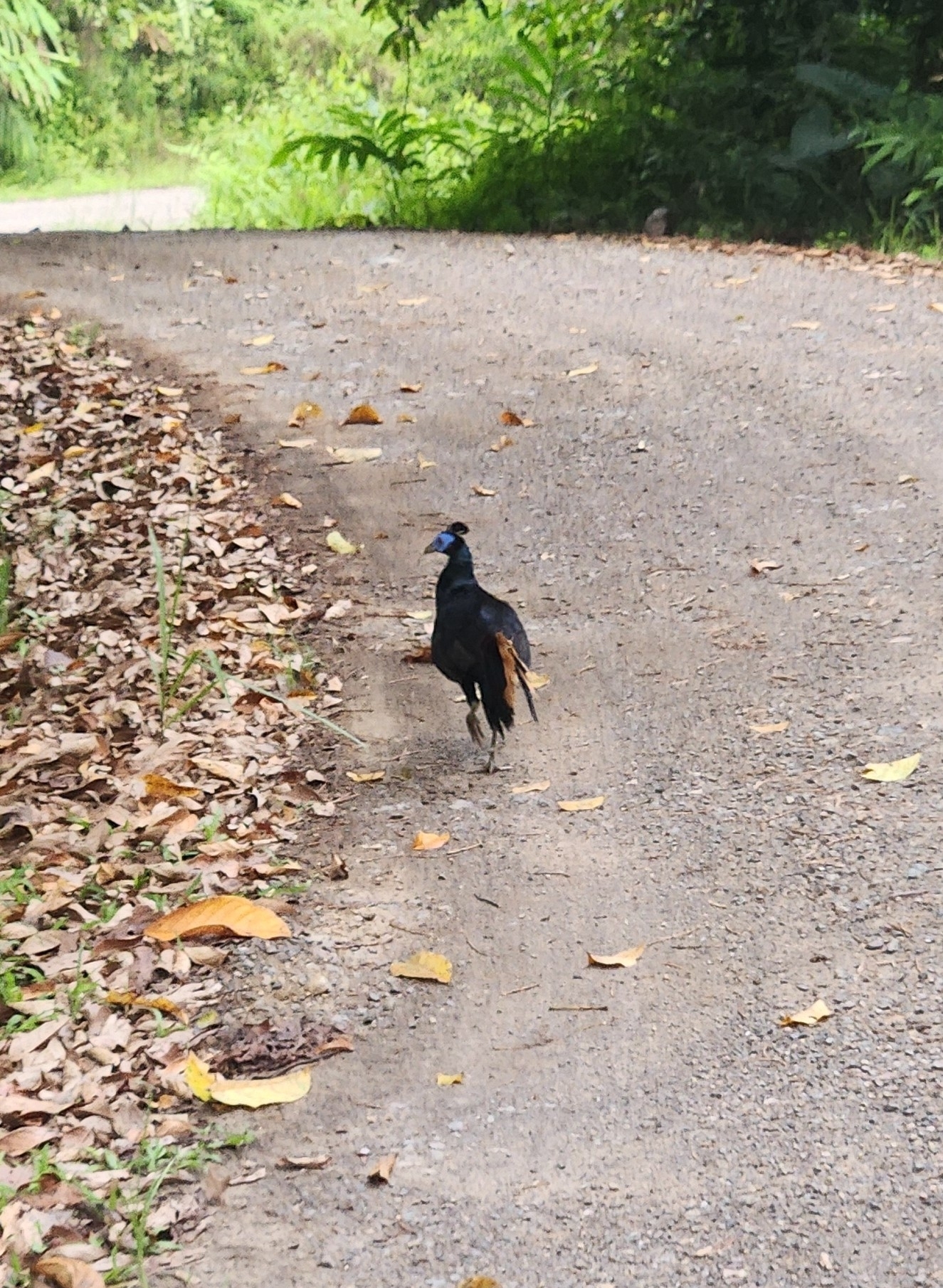 Bornean Crested Fireback (Lophura ignita), photo 6