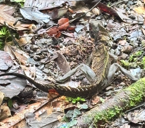 Lophosaurus dilophus