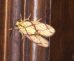 Barsilene pallinflexa