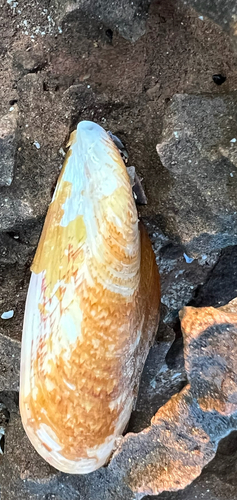 Perna perna