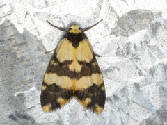 Thallarcha chrysochares