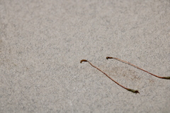 Brotherella recurvans