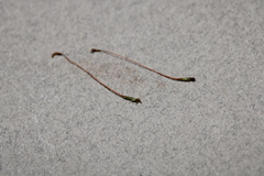 Brotherella recurvans