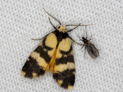 Thallarcha chrysochares