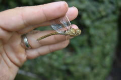 Neurocordulia molesta