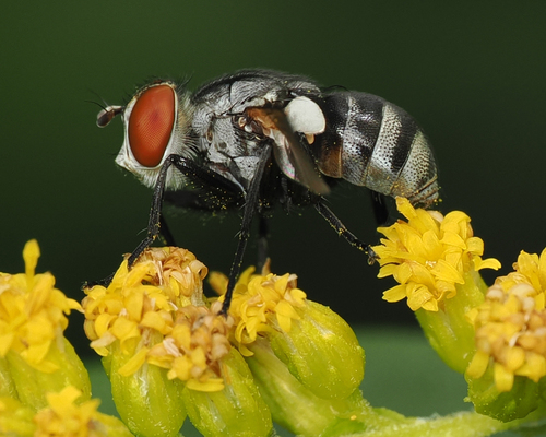 Gymnoclytia occidua photo 3