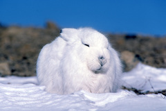 Lepus arcticus