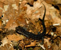 Plethodon caddoensis