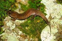 Desmognathus brimleyorum