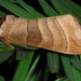 Walnut Caterpillar Moth - Photo (c) Anita363, some rights reserved (CC BY-NC)