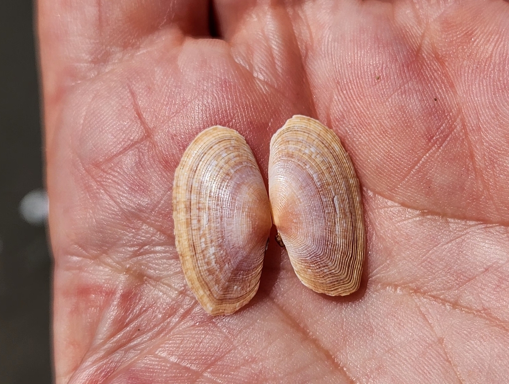 Gari pseudoweinkauffi