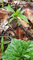 Craugastor megacephalus