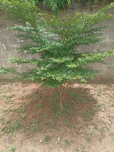 Madagascar almond