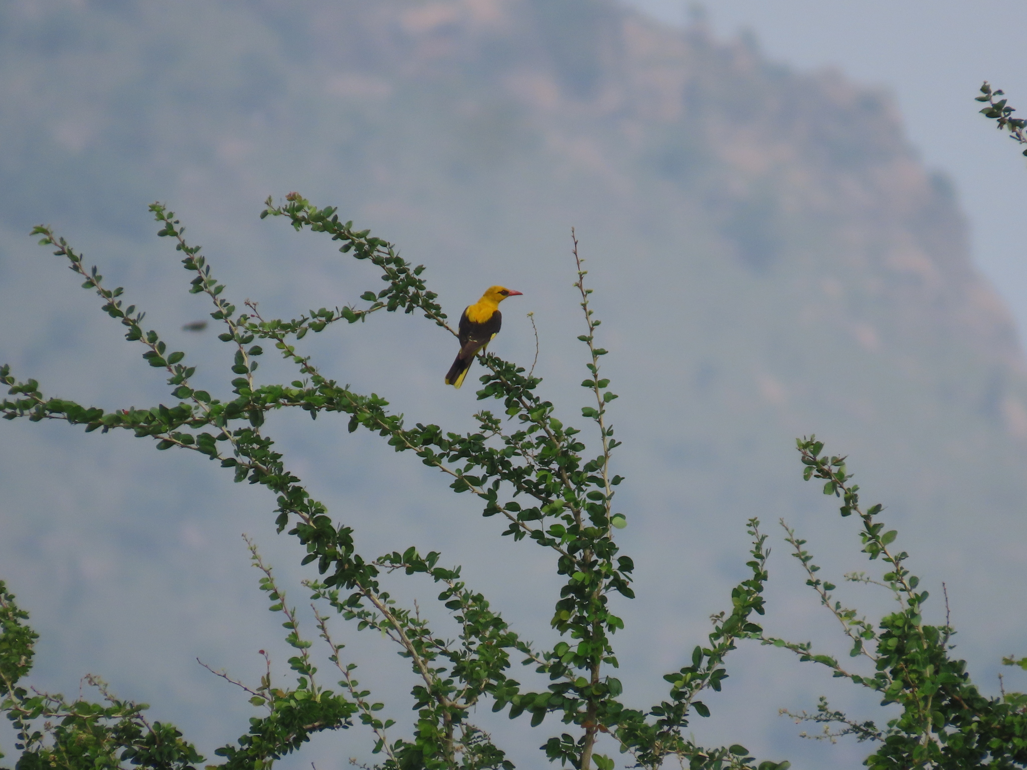 Indian Golden Oriole