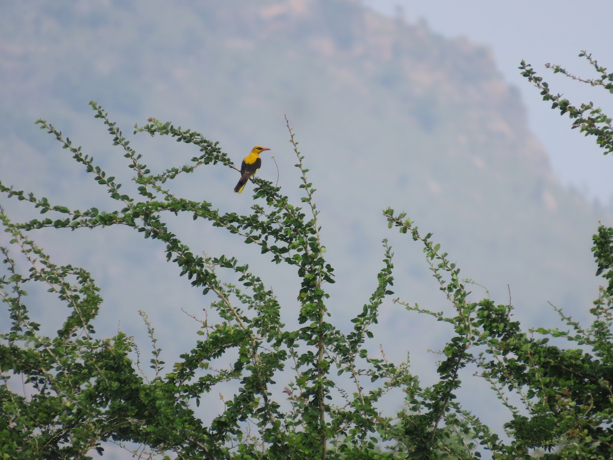 Indian Golden Oriole