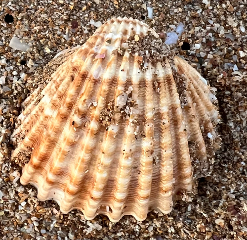 Acanthocardia tuberculata
