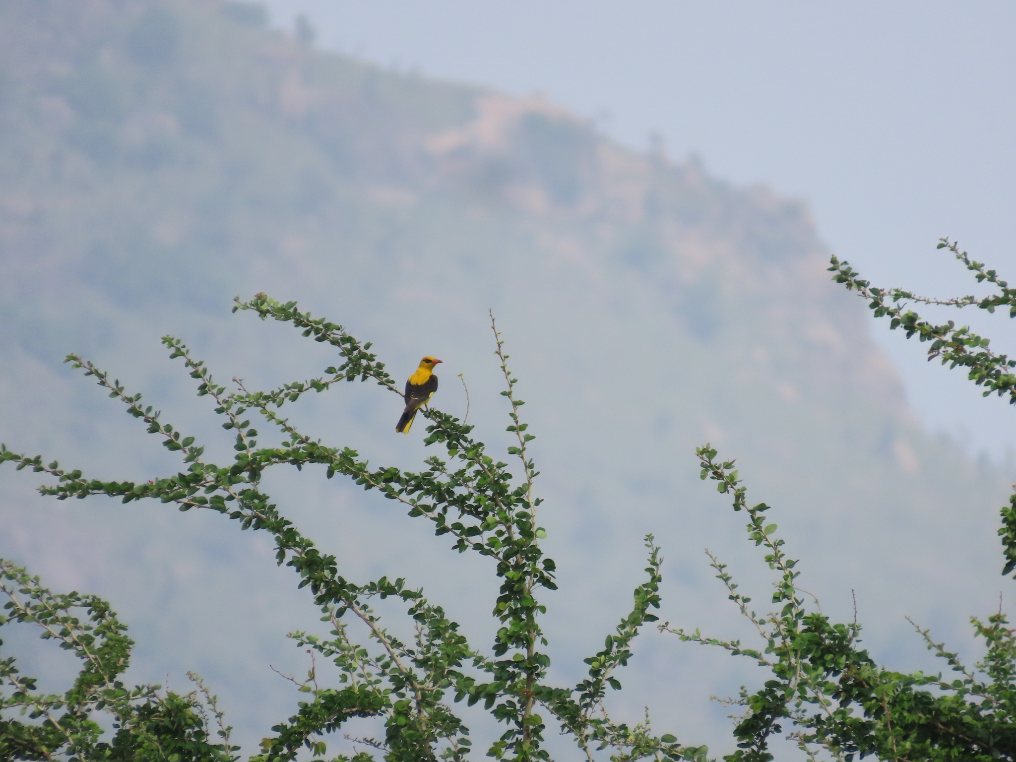 Indian Golden Oriole