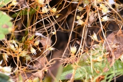 Cuscuta occidentalis